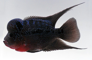 その他 Flower Horn Flower Horn Blue Silk