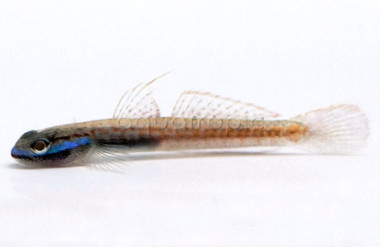 Annieae Stiphodon Goby :: 19618