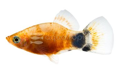 Tiger Ruby Platy :: 19694