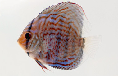 Royal Red Discus :: 20328