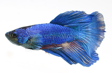 Blue Halfmoon Betta, Male :: 22561