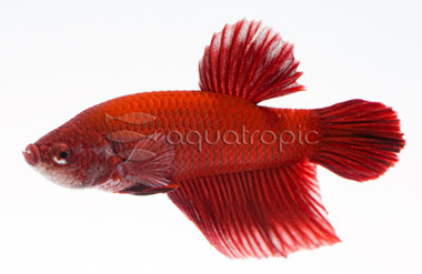 Plakat Red, Male :: 25415