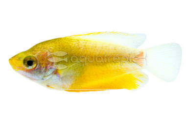 Thicklip Sunset Gourami :: 27693