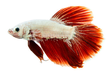 Red Snow White Dragon Betta, Male :: 27793