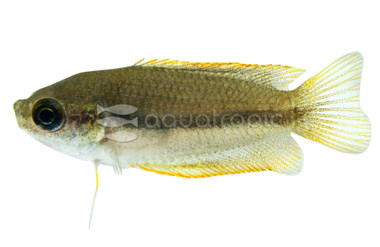Dwarf Honey Gourami :: 28993