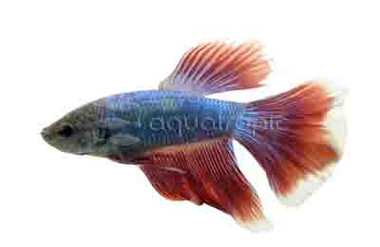 Male Halfmoon Mixed Salamander :: 29860