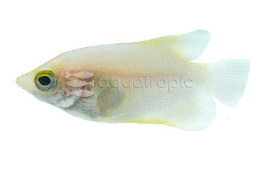 Giant White Gourami :: 30207