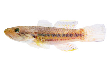 Ornate Sleeper Goby :: 32383