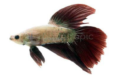 Halfmoon Dragon Betta, Male :: 32632