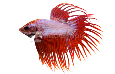 Dragon Scale Crowntail Betta, Male  :: 33998