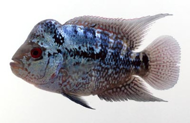 Aquatropic - Fish - Cichlids - Flowerhorn - Quality Marine