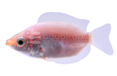 Kissing Pink Gourami :: 37426