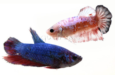 Plakat Mixed Color, Male :: 39158
