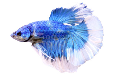 Butterfly Halfmoon Betta, Male :: 42656