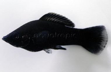Black Sailfin Molly :: 42944