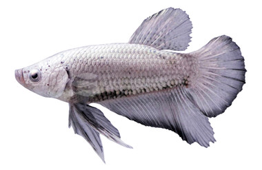 Roundtail Dragon Scale Mixed Color, Male :: 50224