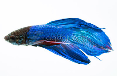 Green Betta, Male :: 50781