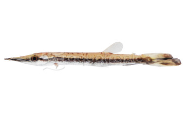 Marbled Gar :: 51216