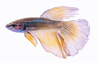 Rosetail Mustard & Blue, Male :: 51281