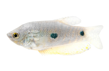 Blue Gourami :: 51481