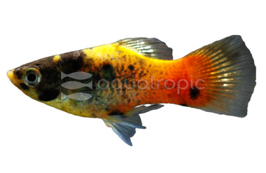 Bumble Bee Platy :: 53377