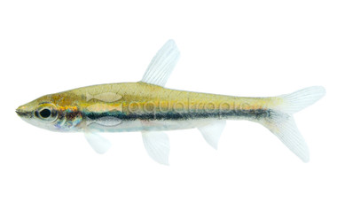 Beckford's Golden Pencilfish :: 53408