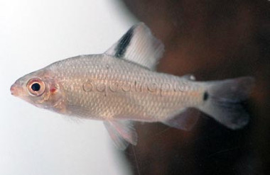 Black & Red Lefini River Distichodus  :: 53615