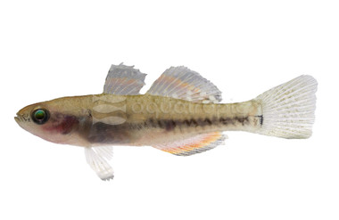 Empire Gudgeon Goby :: 57462