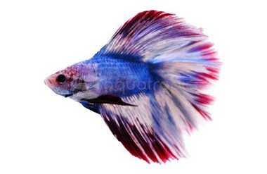 Full Moon Betta, Male :: 57709