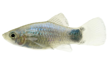 Blue Platy :: 57764