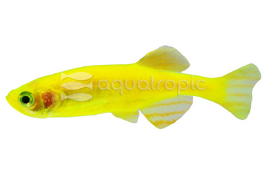 Glo Electric Green Danio :: 62520