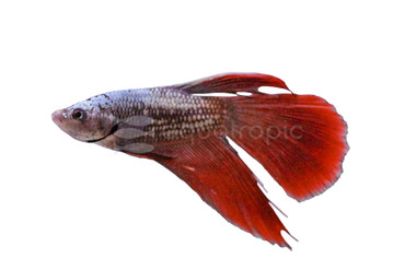 Longfin Dragon Scale Mixed Color, Male :: 62685