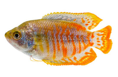 Coral Red Dwarf Gourami, Male :: 64423