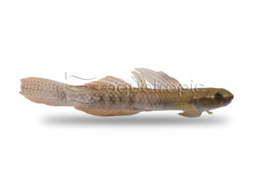 Gold Spot Stiphodon Goby  :: 64434