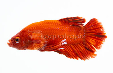 Plakat Red Dragon, Male :: 64601