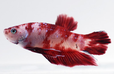 Roundtail Koi, Male :: 65666