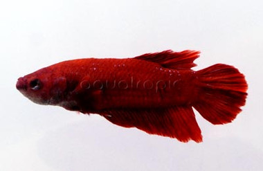 Male Roundtail Red :: 65725