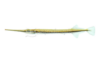 Freshwater Needlefish Gar :: 67640