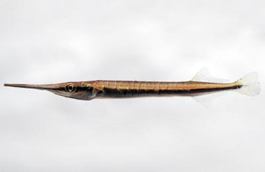 Needlefish Freshwater Garfish :: 67640