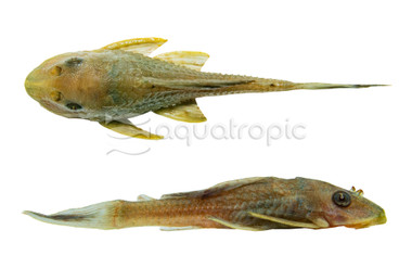 White Spot Bulldog Plecostomus L-187 - Quality Marine