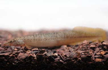 Yellow Tail Spiney Eel :: 67952
