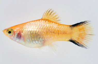 Gold Twin Bar Platy :: 69338