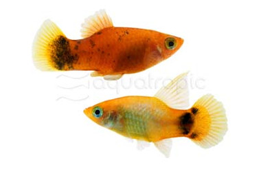 Assorted Painted Platy :: 69408