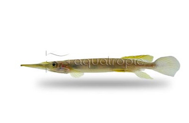 Celebes Liemi Half Beak :: 73065