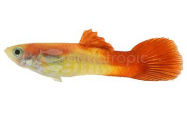 Blond Red Tail Cobra Guppy, Male :: 73630