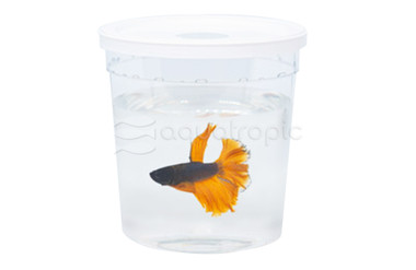 Betta Cup With Lid, 16oz :: 77135