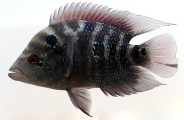 Flowerhorn Red Dragon :: 78265