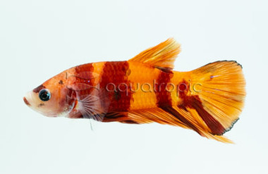 Male Koi :: 78696