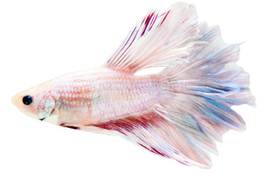 Halfmoon Rosetail Mixed, Male :: 80043