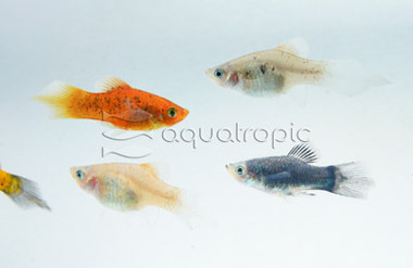 Mixed Pintail Platy :: 80950